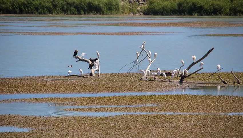  Oiseaux aquatiques sur la rivière Durance, illustrant la biodiversité riche et préservée du Parc naturel régional du Luberon à Mérindol