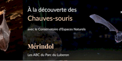 Soirée chauve-souris
