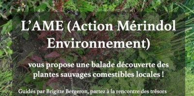 Balade découverte des plantes sauvages comestibles locales Balade découverte des plantes sauvages comestibles locales