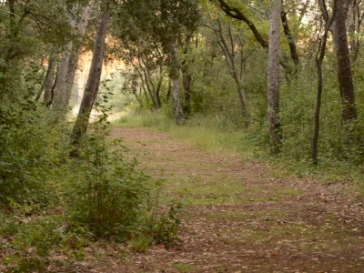 Chemin de clairière